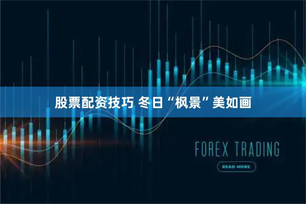 股票配资技巧 冬日“枫景”美如画